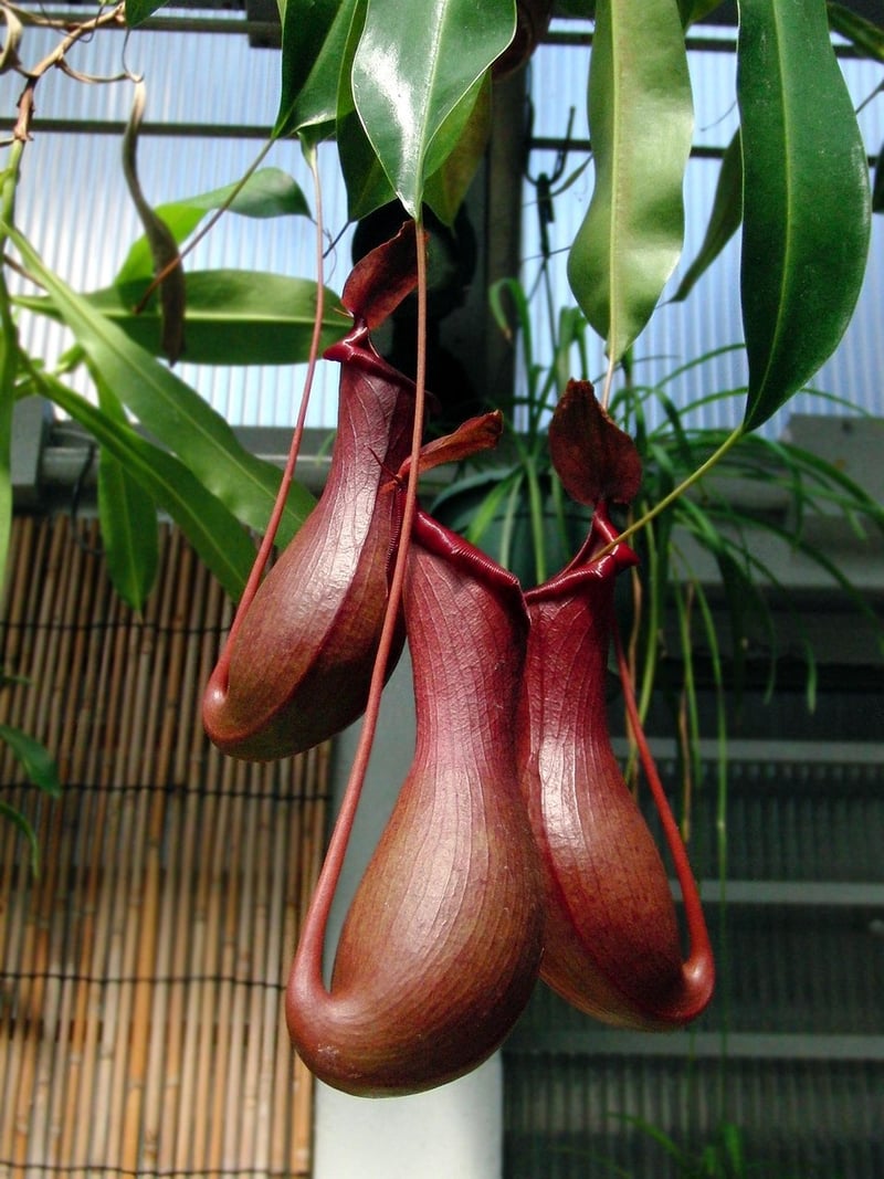 Pitcher Plant